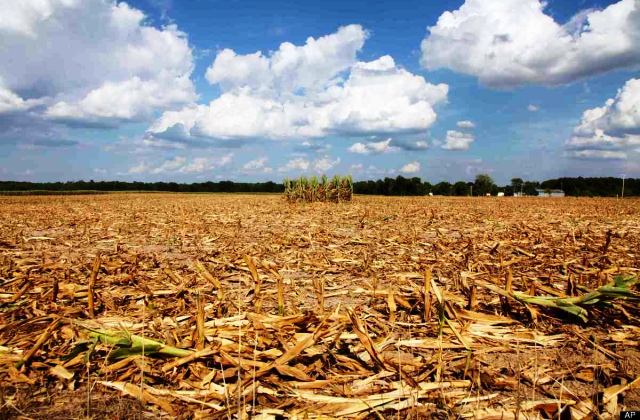 Agricoltura, ben 35 milioni di euro alle aziende siciliane colpite dalla siccità